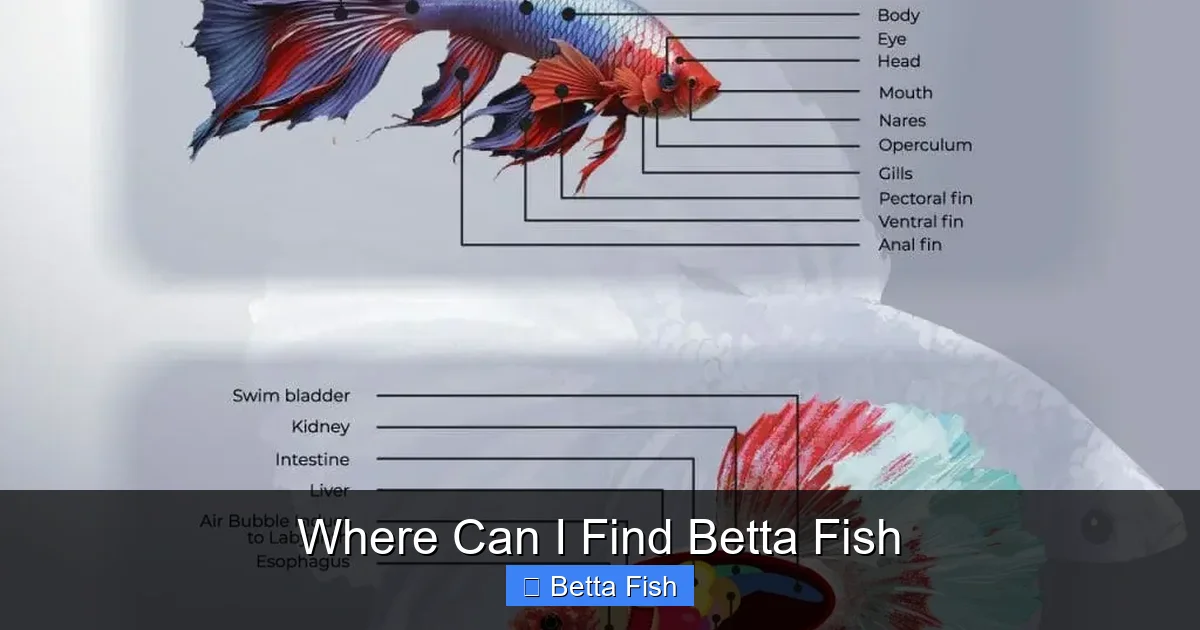 Where Can I Find Betta Fish