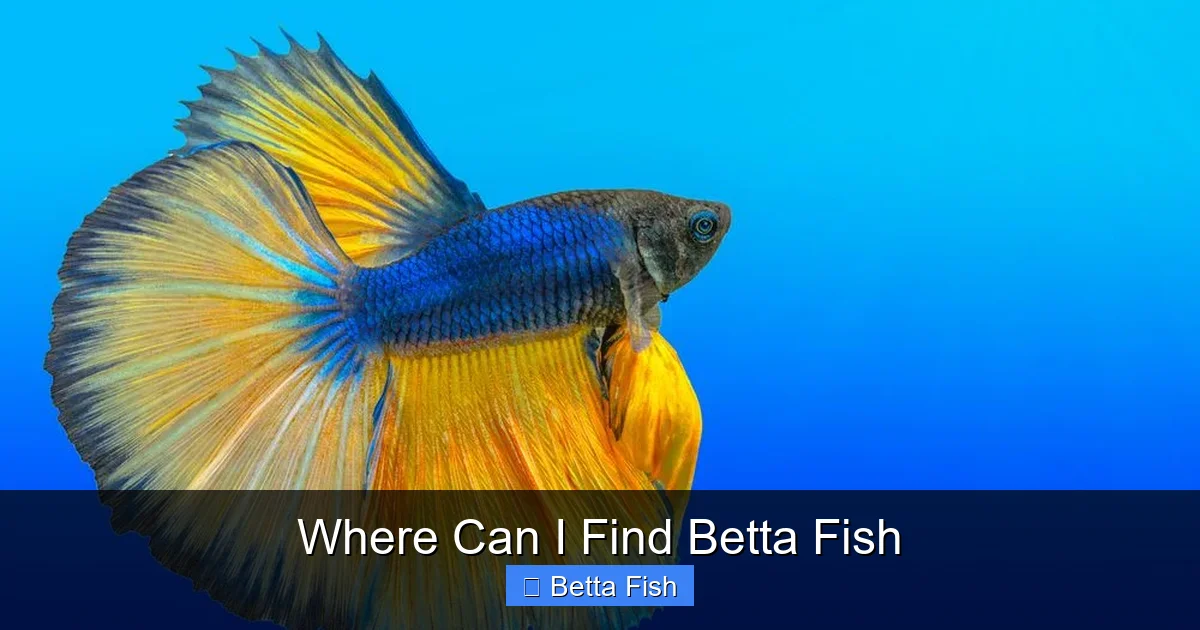 Where Can I Find Betta Fish