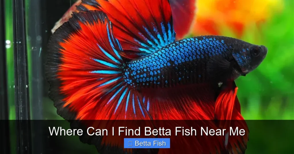 Where Can I Find Betta Fish Near Me