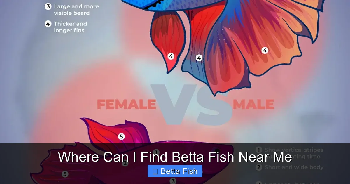 Where Can I Find Betta Fish Near Me