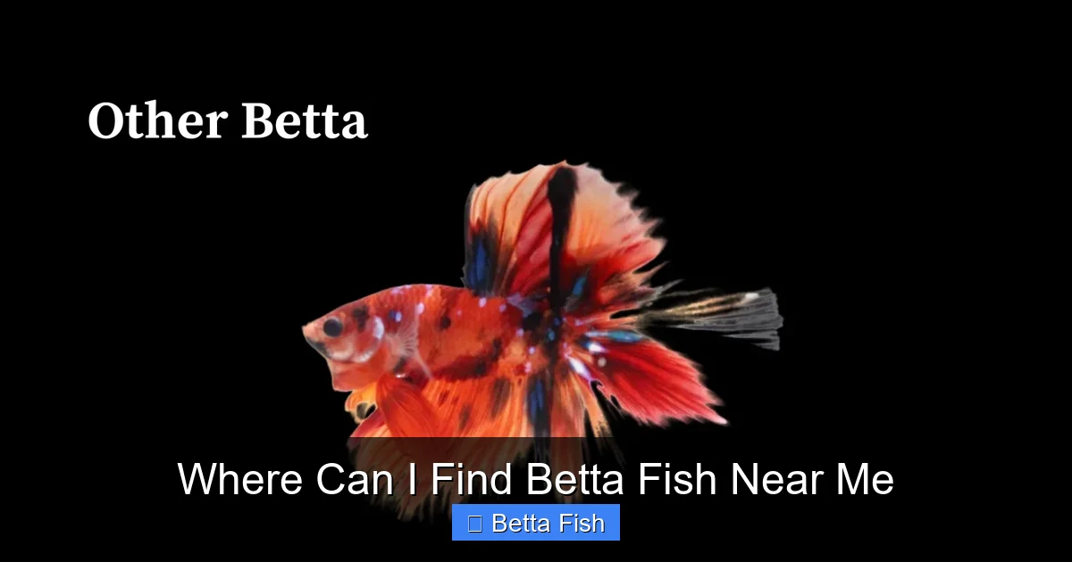 Where Can I Find Betta Fish Near Me