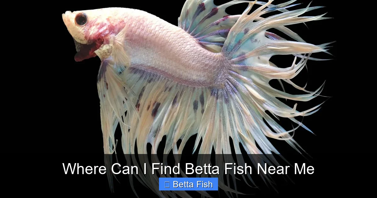 Where Can I Find Betta Fish Near Me