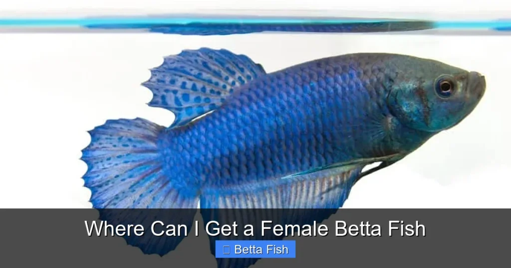 Where Can I Get a Female Betta Fish