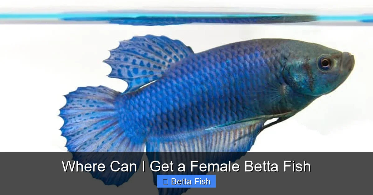 Where Can I Get a Female Betta Fish