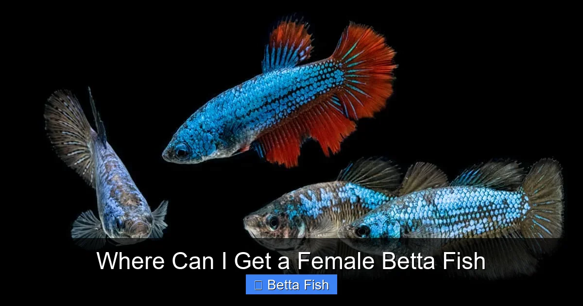 Where Can I Get a Female Betta Fish
