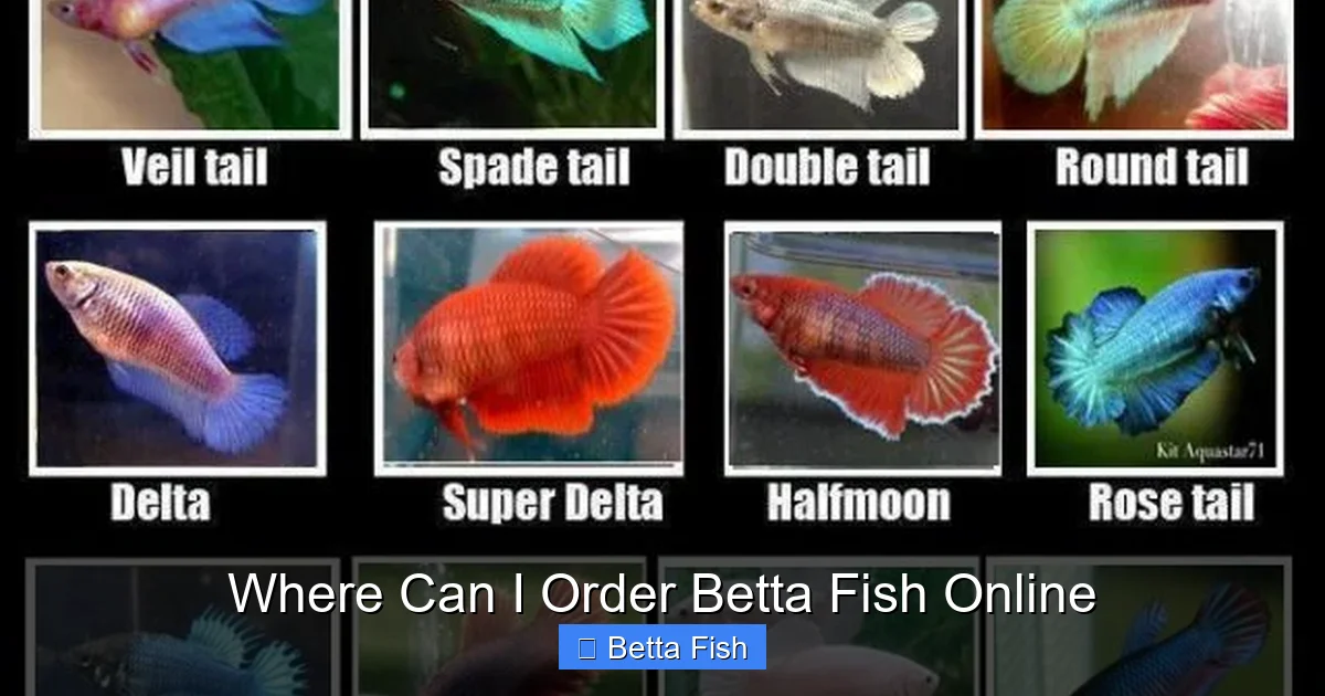 Where Can I Order Betta Fish Online