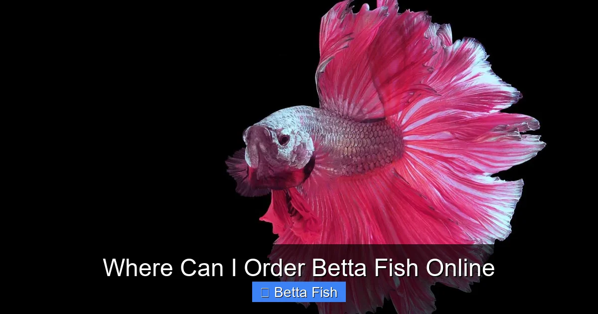 Where Can I Order Betta Fish Online