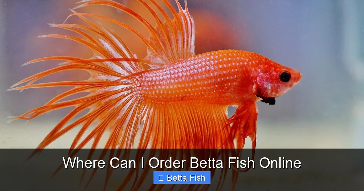 Where Can I Order Betta Fish Online