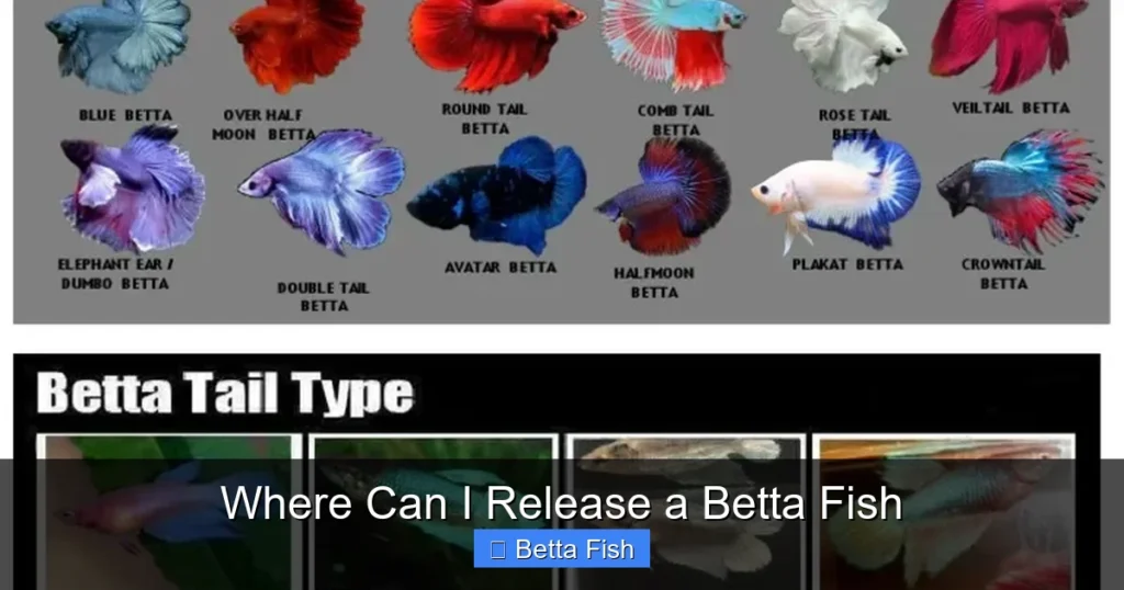 Where Can I Release a Betta Fish