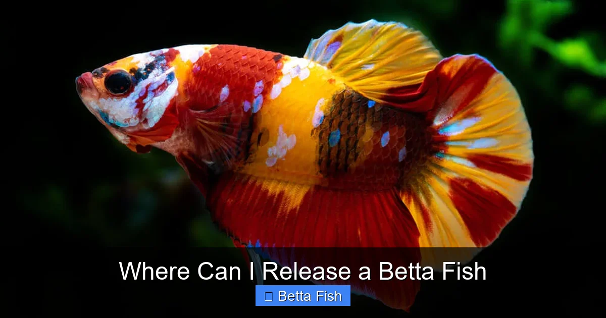 Where Can I Release a Betta Fish