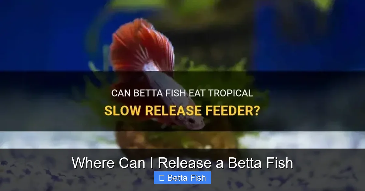 Where Can I Release a Betta Fish