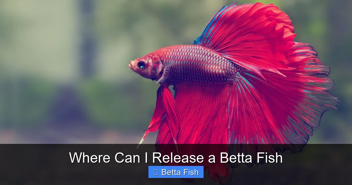 Where Can I Release a Betta Fish