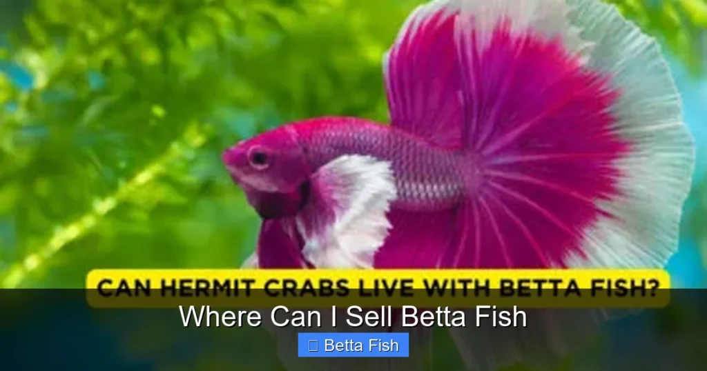 Where Can I Sell Betta Fish
