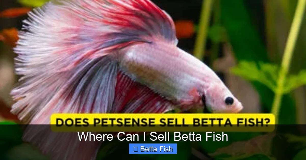 Where Can I Sell Betta Fish