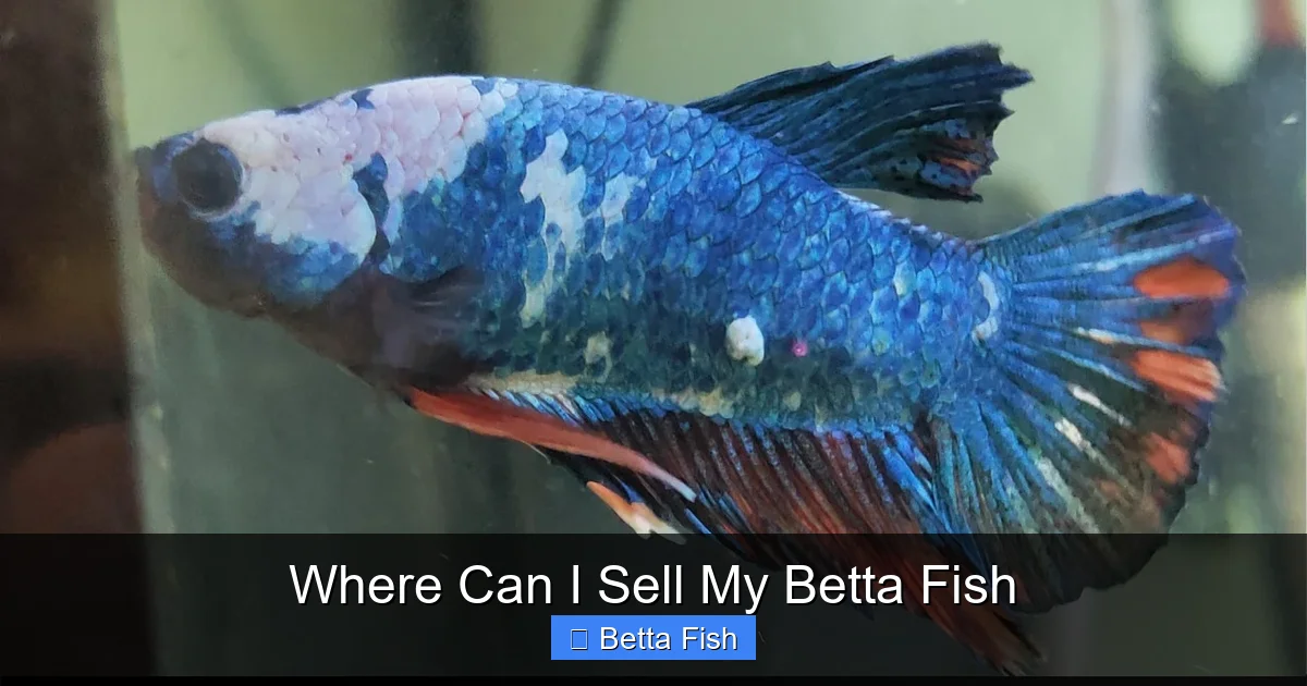 Where Can I Sell My Betta Fish