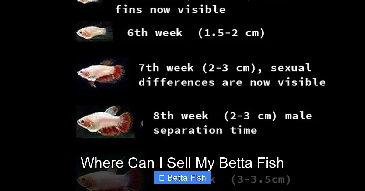 Where Can I Sell My Betta Fish