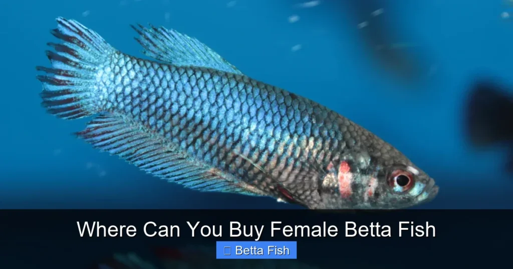 Where Can You Buy Female Betta Fish