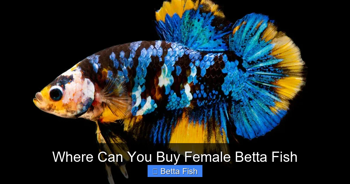 Where Can You Buy Female Betta Fish