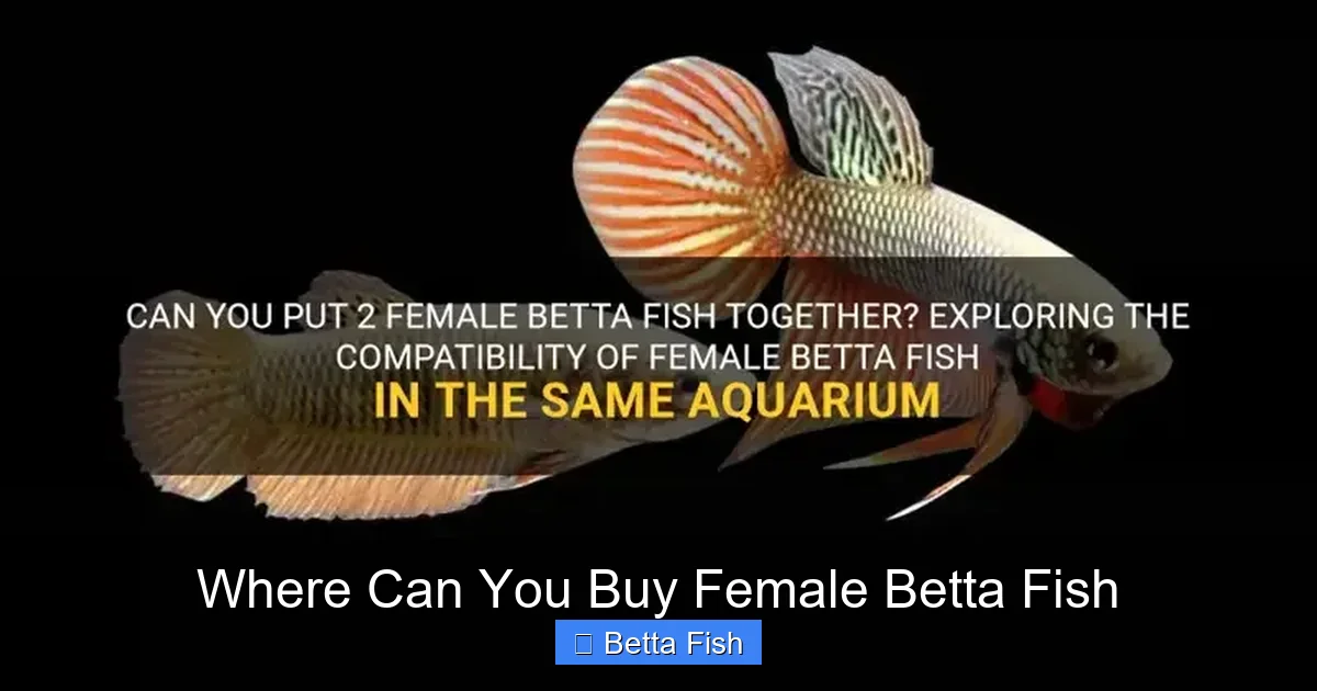 Where Can You Buy Female Betta Fish