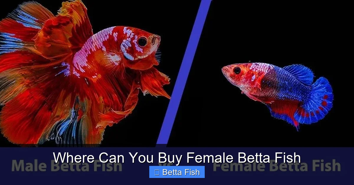 Where Can You Buy Female Betta Fish