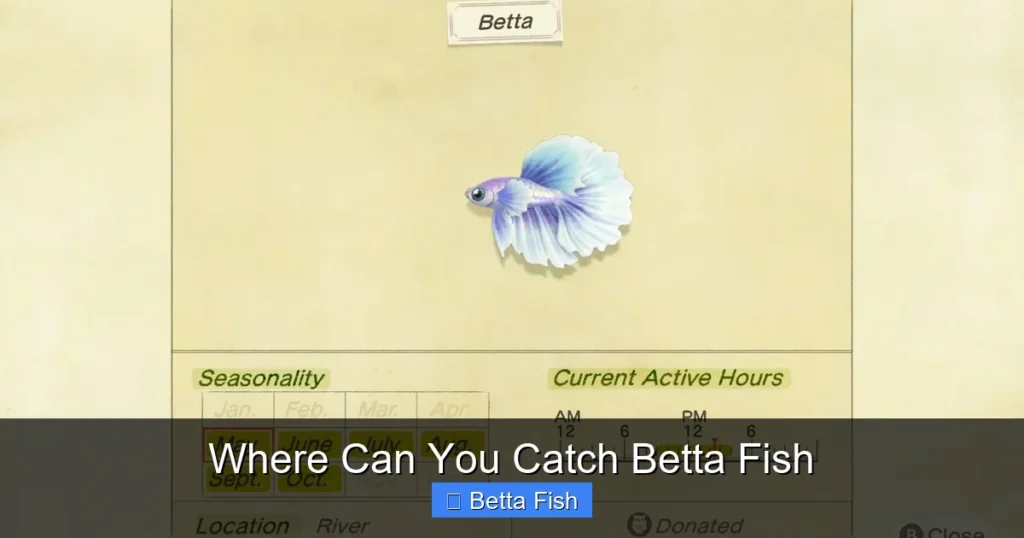 Where Can You Catch Betta Fish