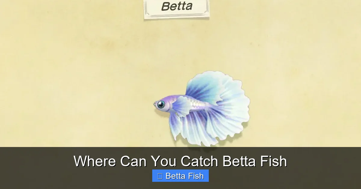 Where Can You Catch Betta Fish