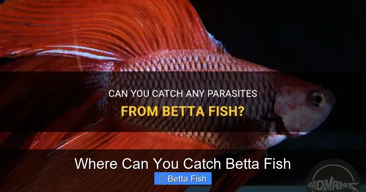 Where Can You Catch Betta Fish