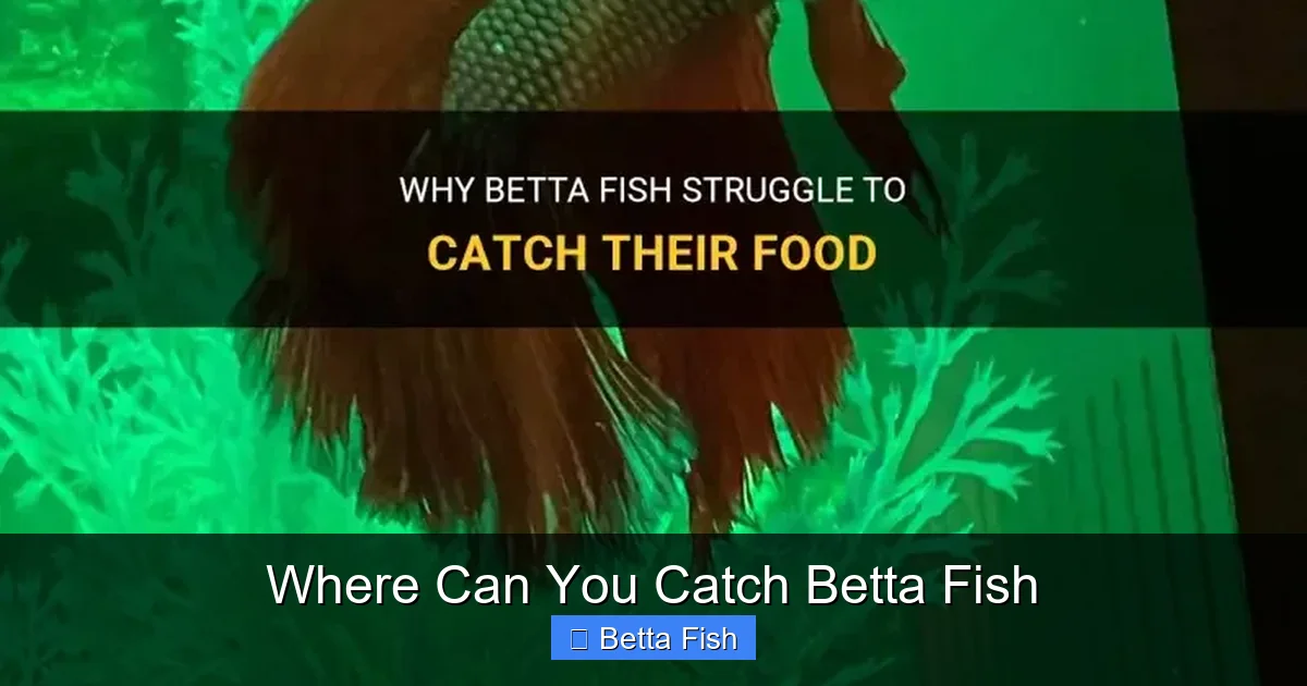 Where Can You Catch Betta Fish