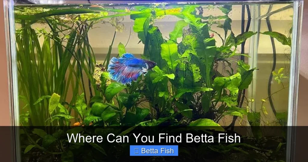 Where Can You Find Betta Fish