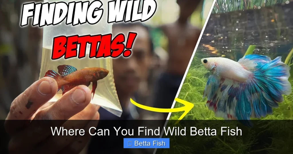Where Can You Find Wild Betta Fish