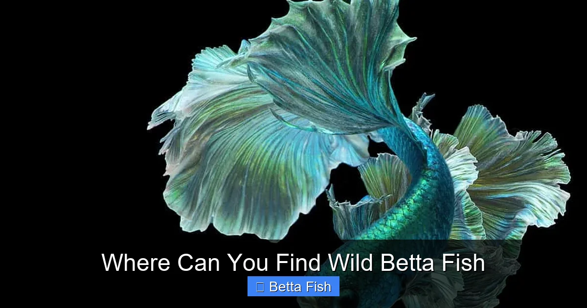 Where Can You Find Wild Betta Fish