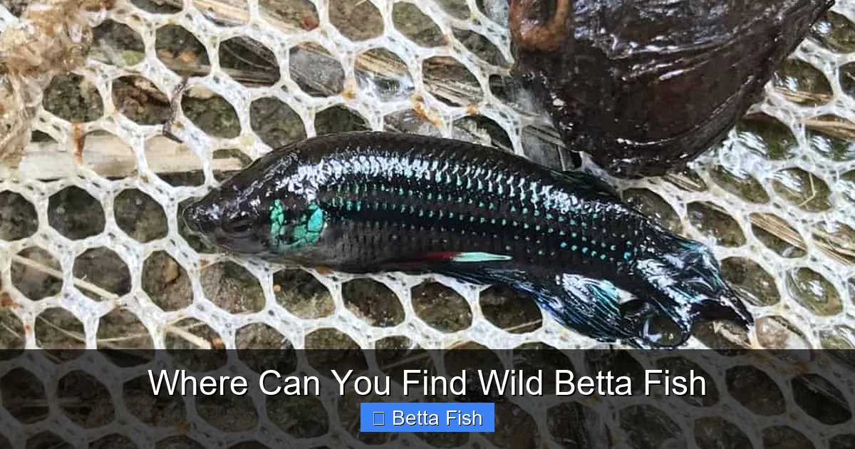 Where Can You Find Wild Betta Fish