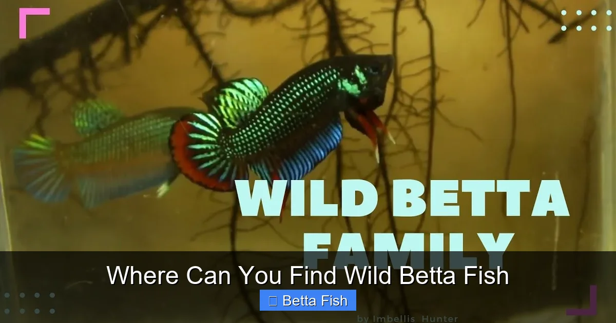 Where Can You Find Wild Betta Fish