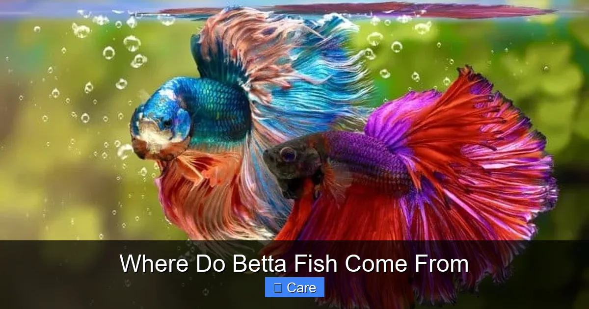 Where Do Betta Fish Come From