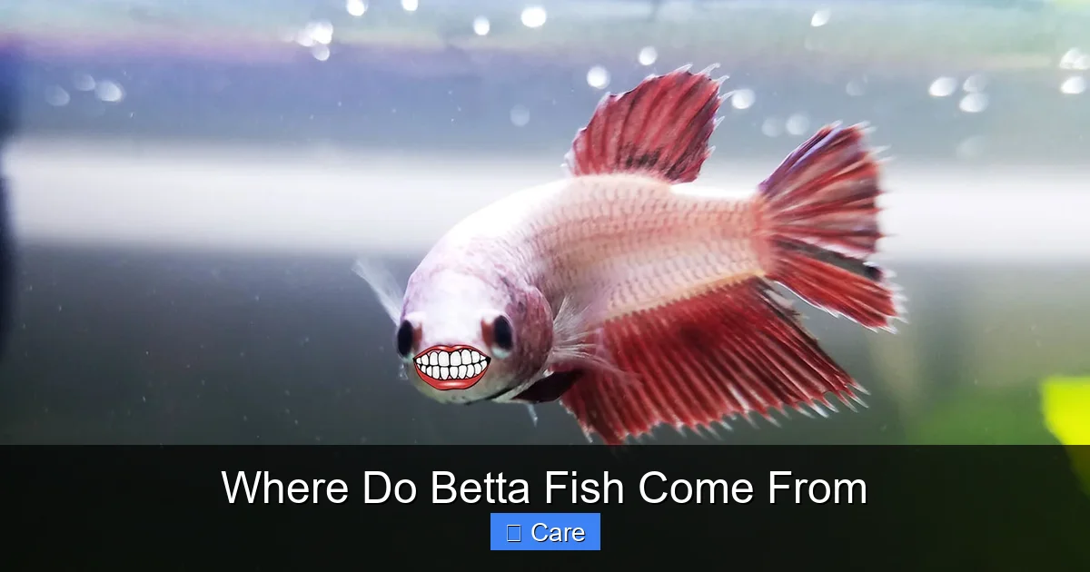 Where Do Betta Fish Come From