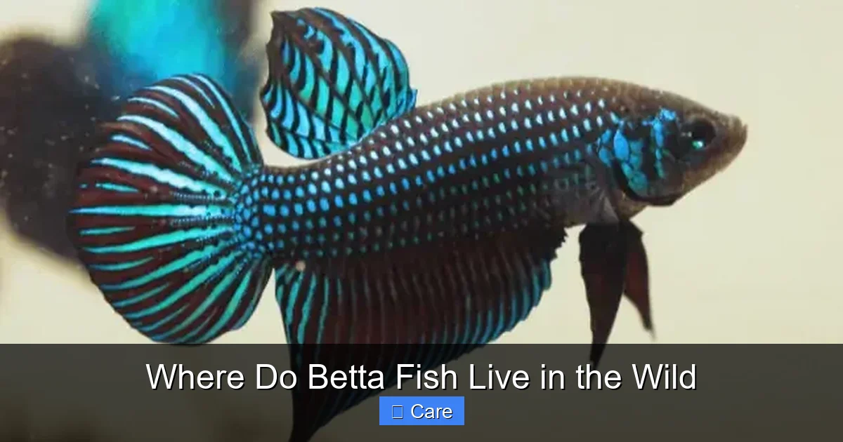 Where Do Betta Fish Live in the Wild