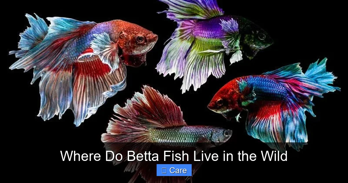 Where Do Betta Fish Live in the Wild