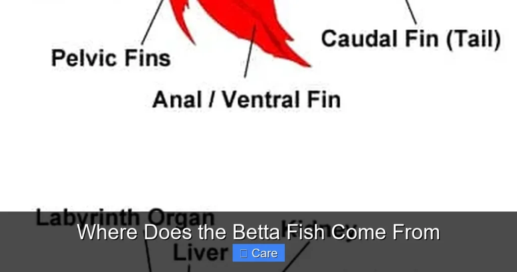 Where Does the Betta Fish Come From