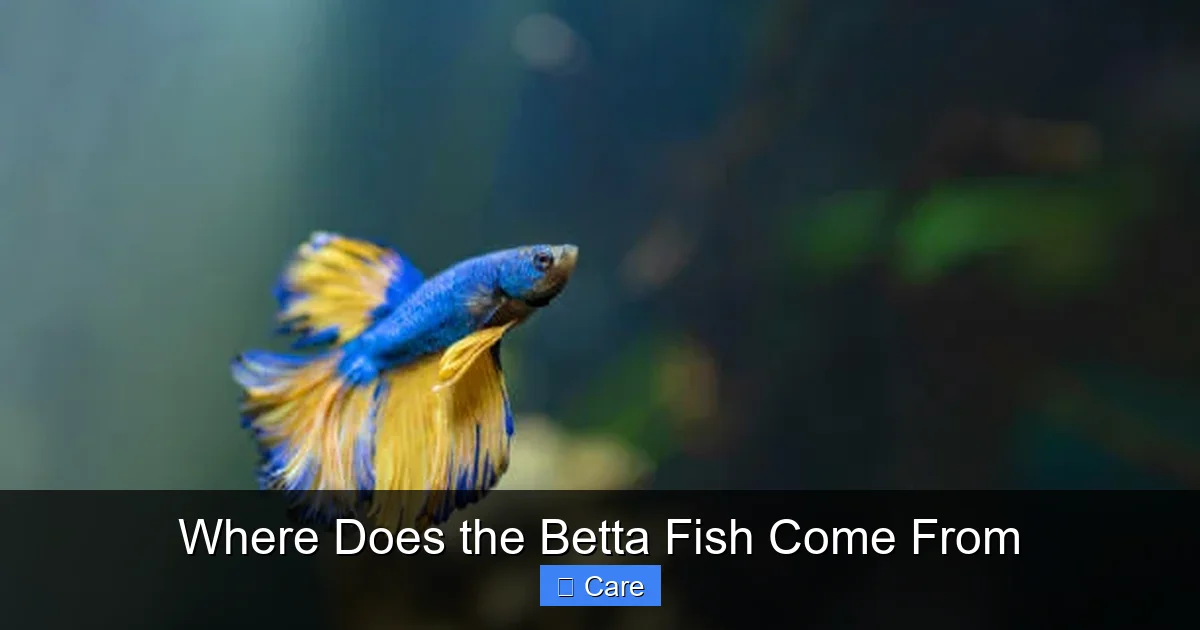 Where Does the Betta Fish Come From