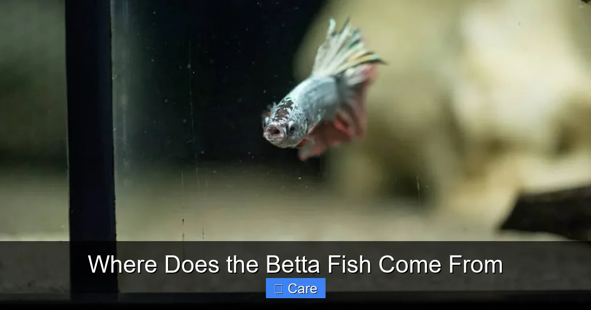 Where Does the Betta Fish Come From