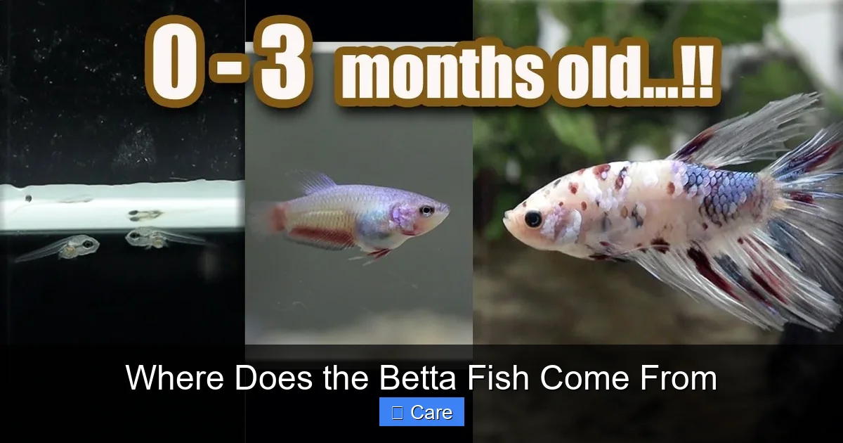 Where Does the Betta Fish Come From