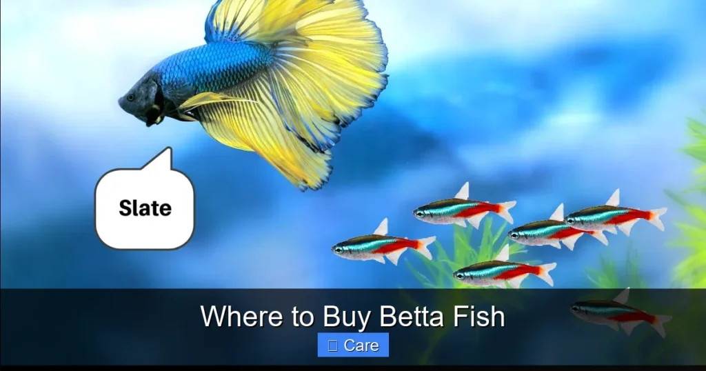 Where to Buy Betta Fish