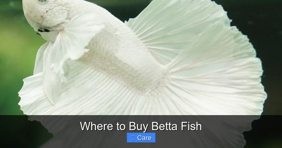 Where to Buy Betta Fish