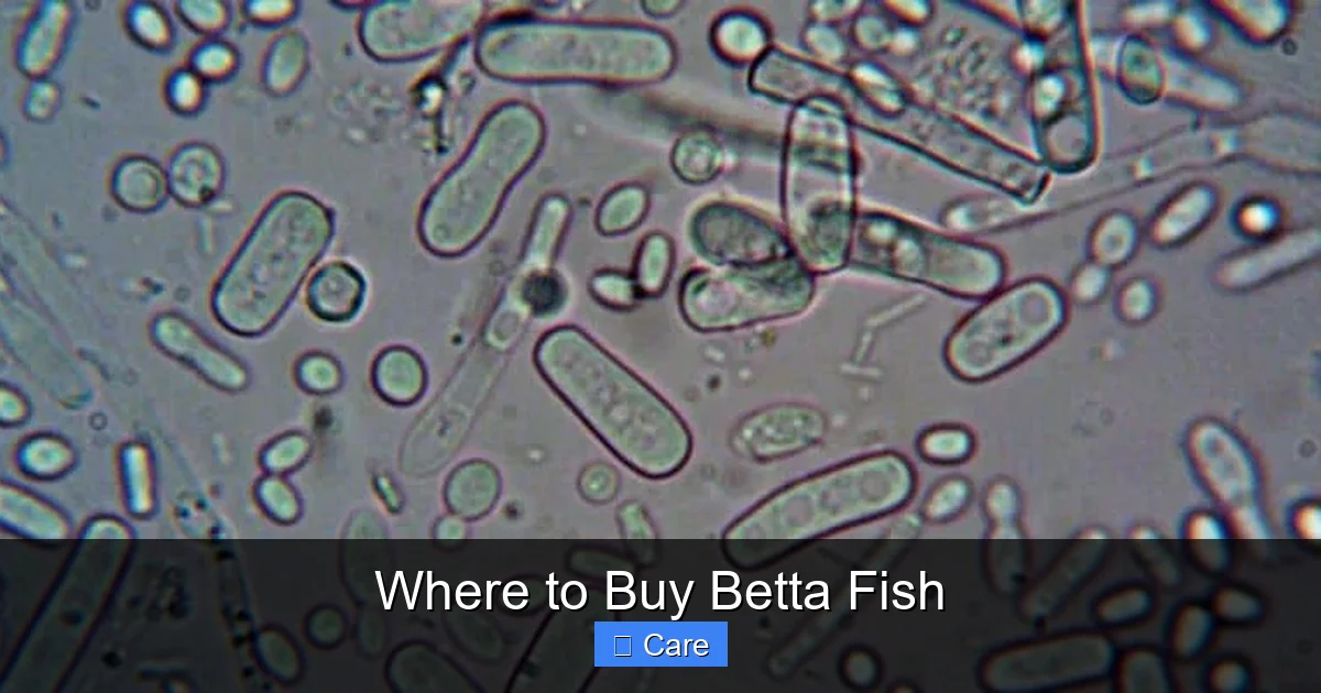 Where to Buy Betta Fish