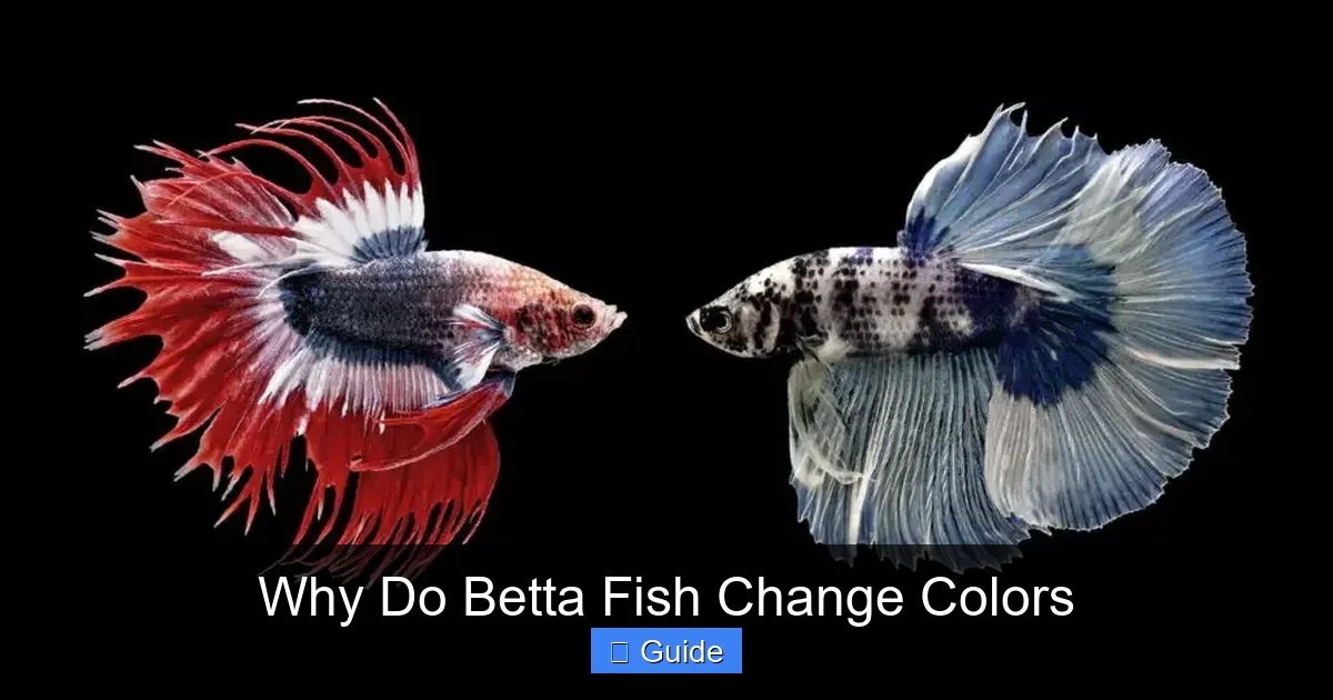 Why Do Betta Fish Change Colors