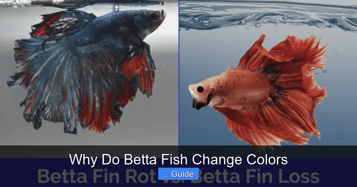 Why Do Betta Fish Change Colors
