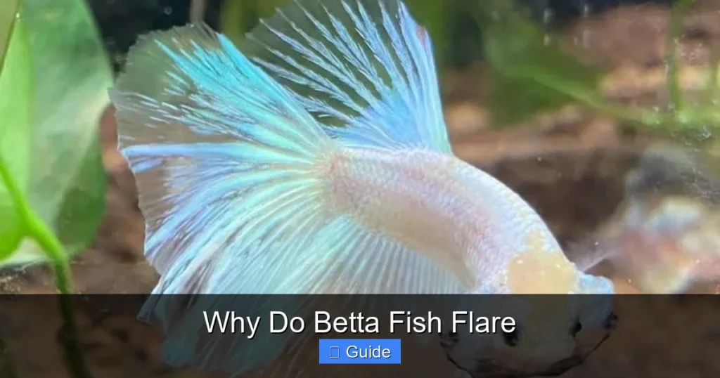 Why Do Betta Fish Flare