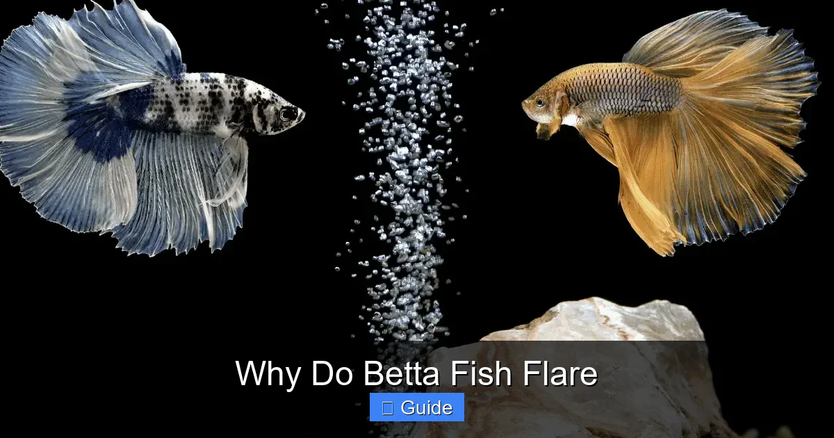 Why Do Betta Fish Flare