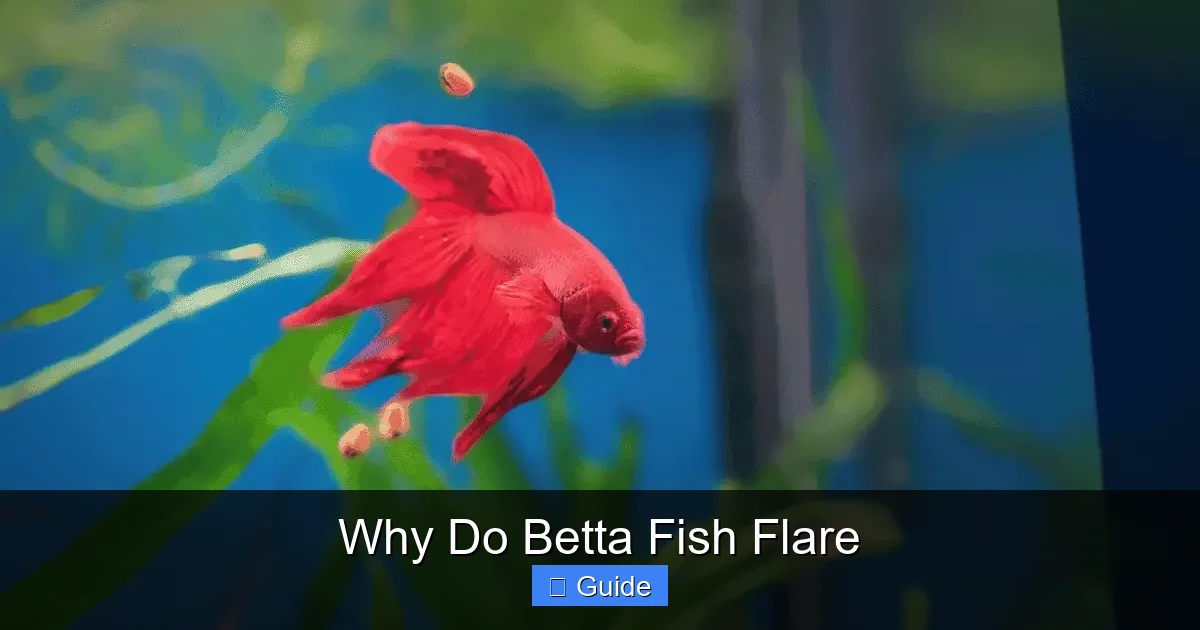 Why Do Betta Fish Flare