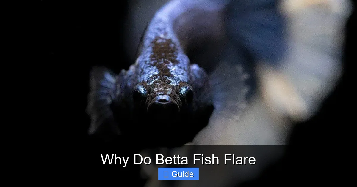 Why Do Betta Fish Flare